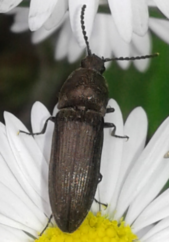 Elateridae: Cydnopus sp.